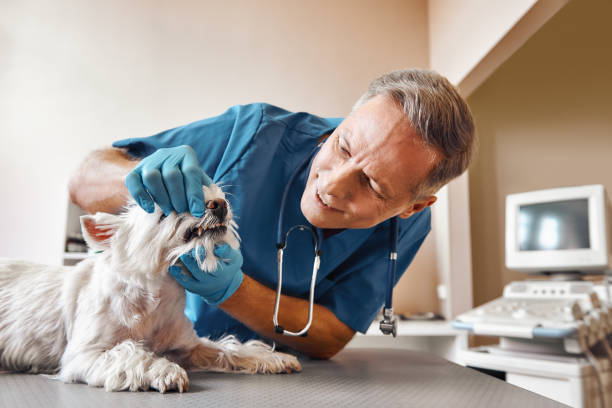 Best Emergency Root Canal Treatment in Longmont, CO